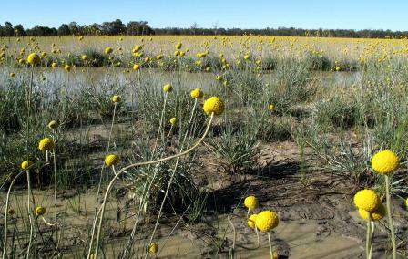 Wet seasonal herbacious wetland.  Photo:  Rick James